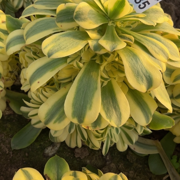 5685南雪莲多肉植物