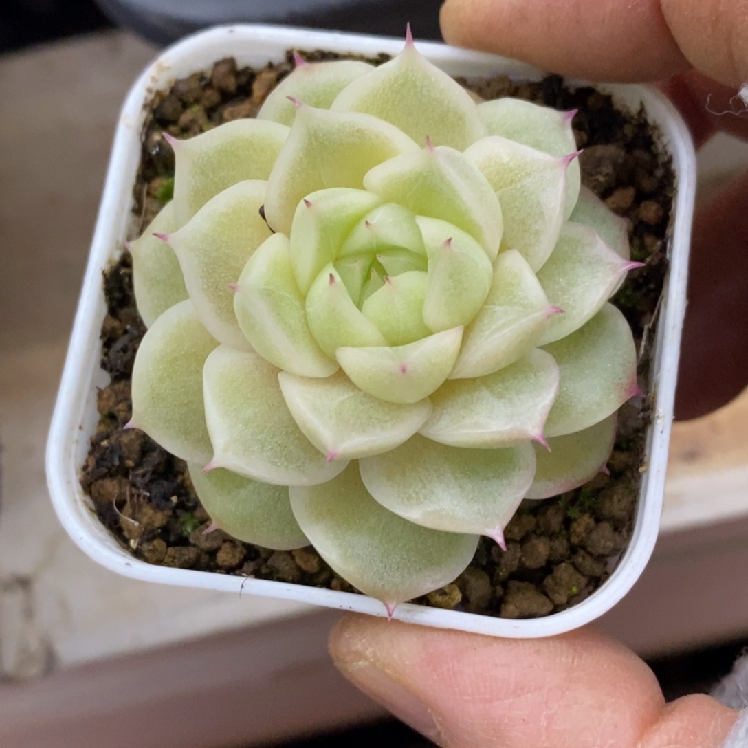 精品多肉一物一拍不包整178