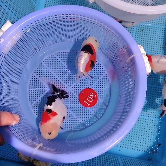 江***海金鱼108兰寿两只特价顺丰包邮