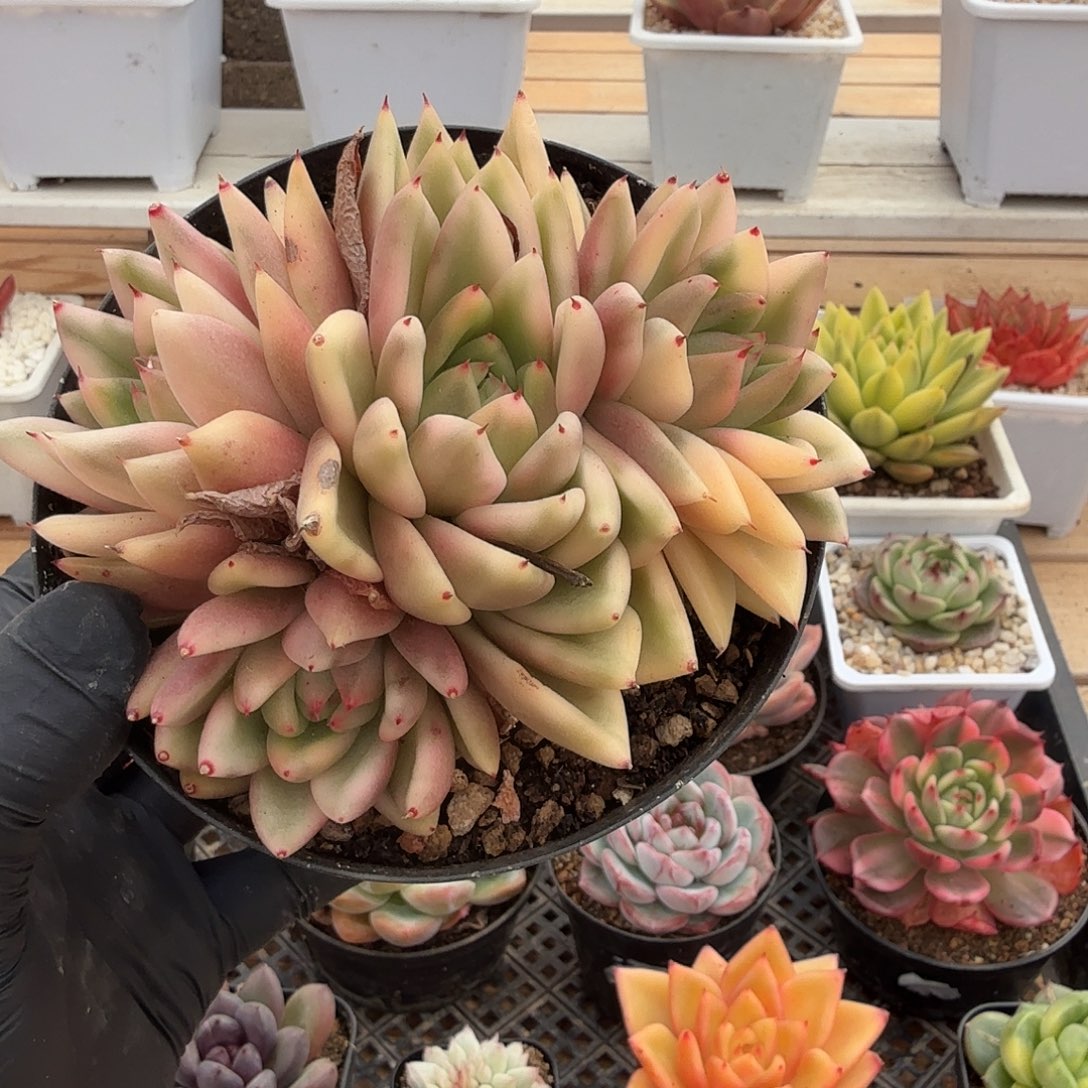 1122-61扶桑玛丽亚锦