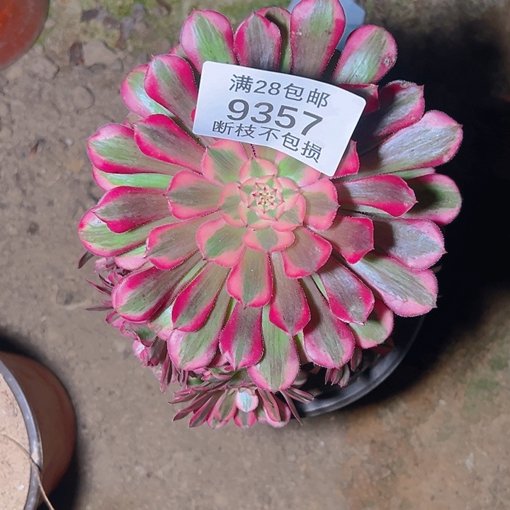 琴***9357红铜白多肉植物