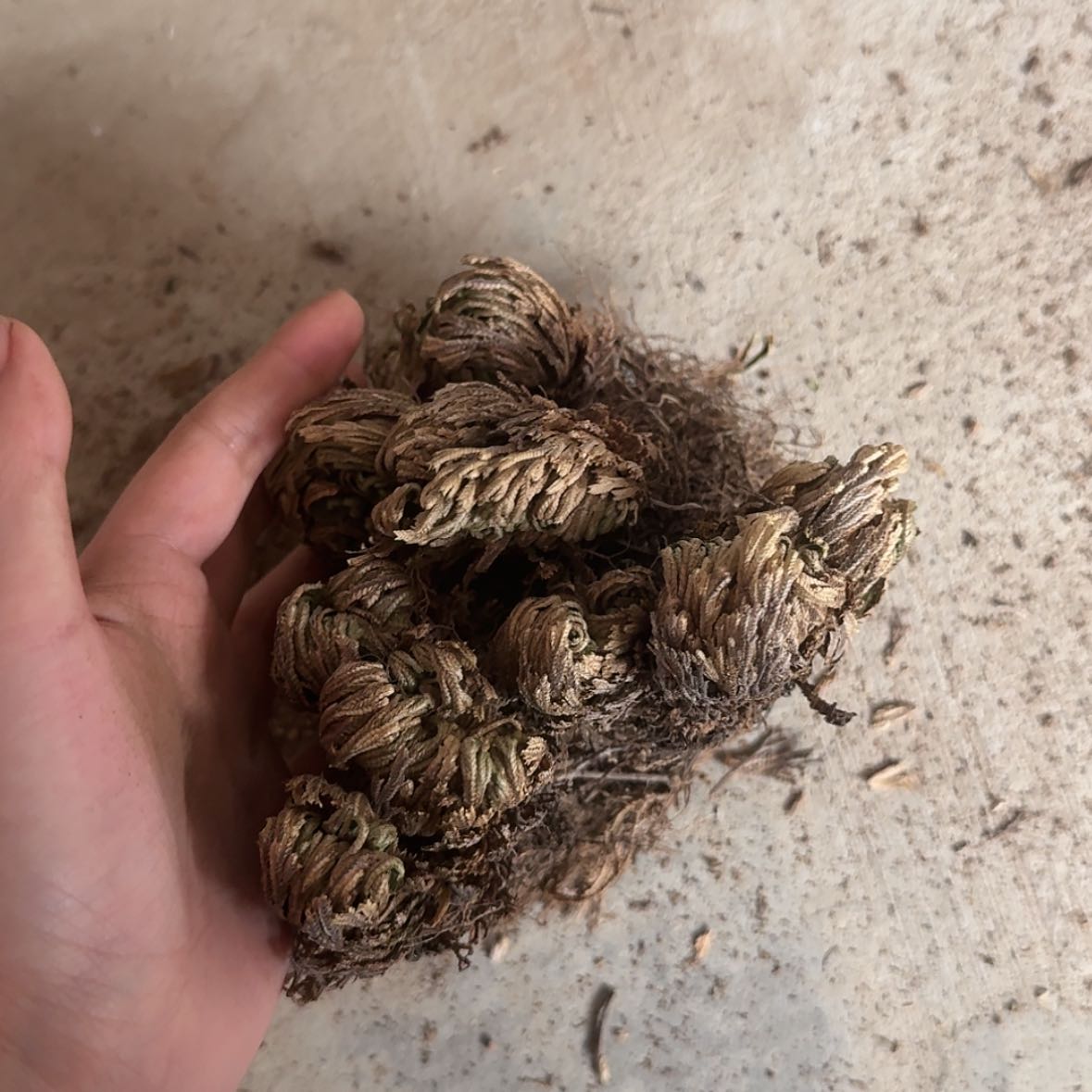 【闪购商品】7红红火火恍恍惚惚