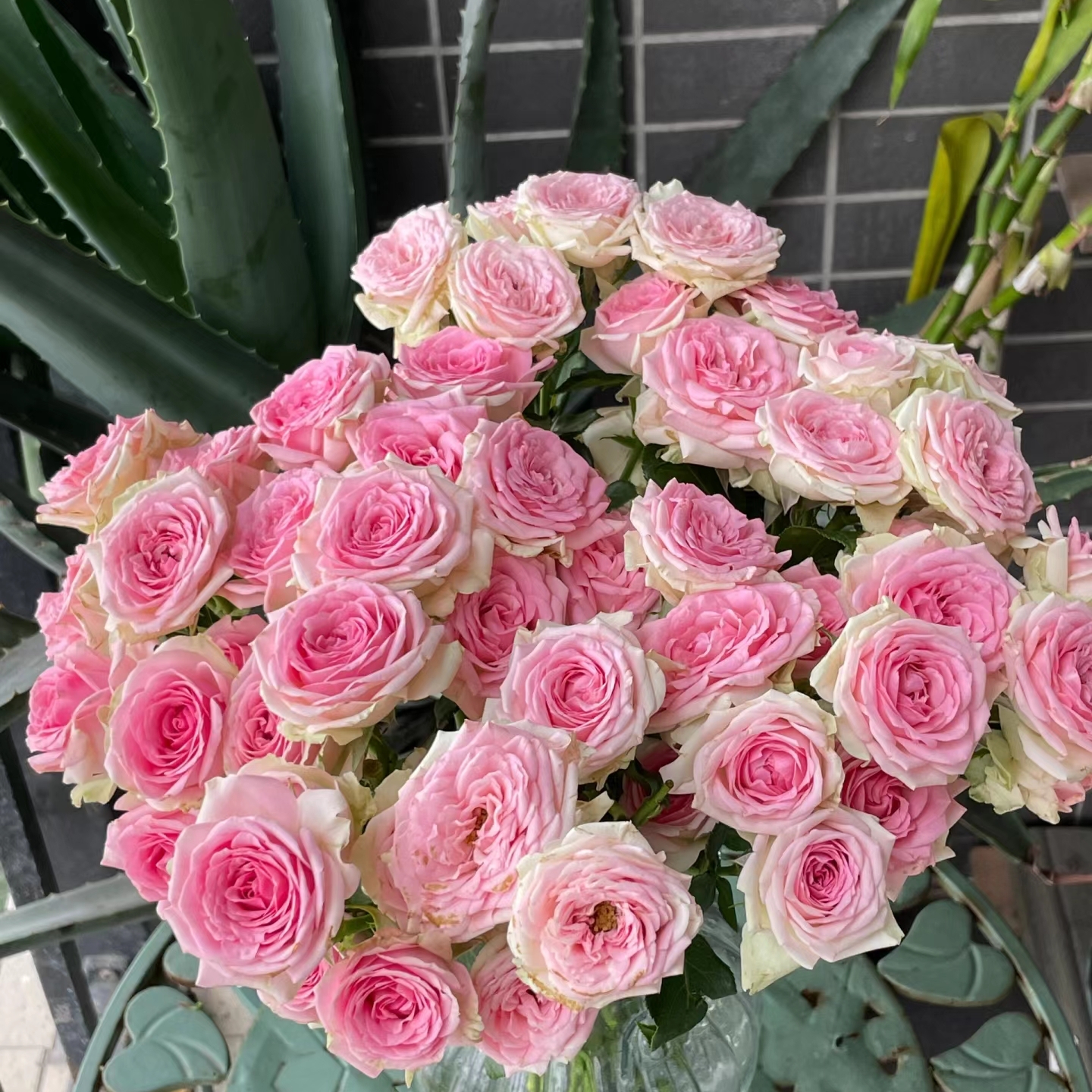 狄安娜多头玫瑰9支+1支防损 收到先醒花