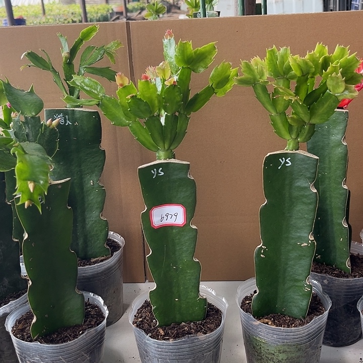 *****当前无花栽培后可以开花雅思