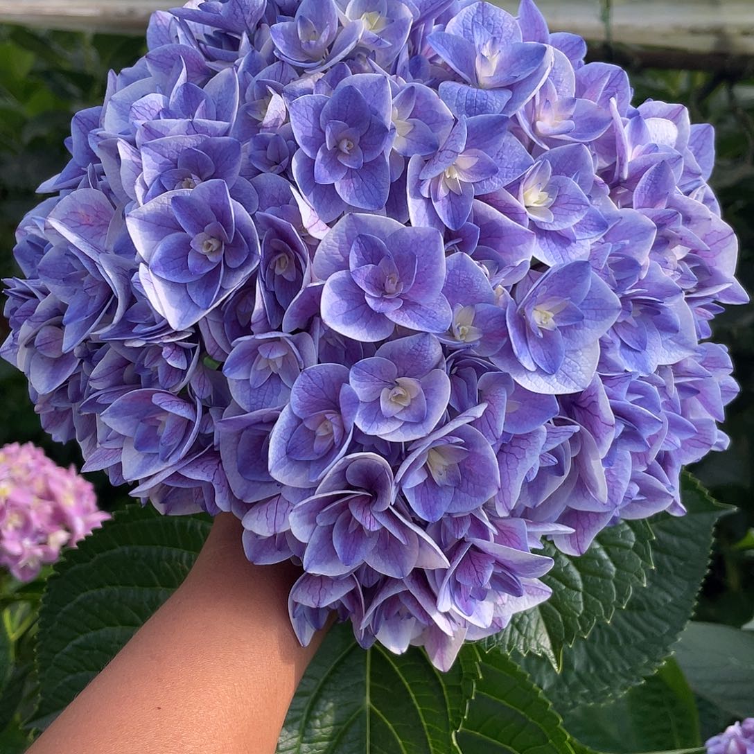 绣球切花一物一拍3枝起包邮，107