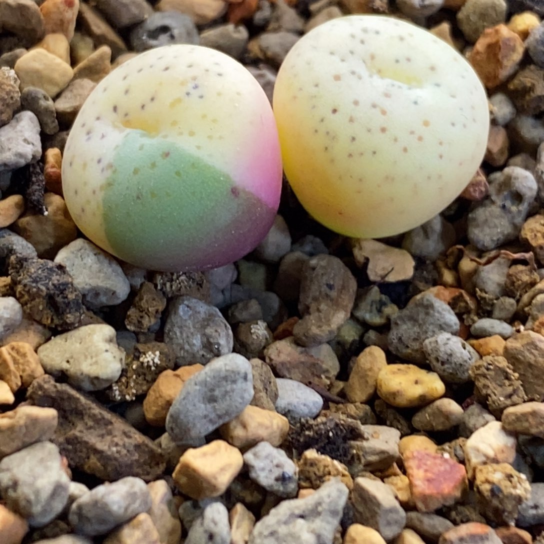 薄荷糖薄荷糖薄荷糖