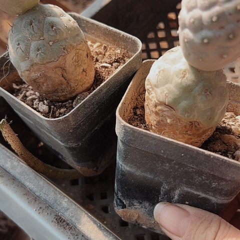 2698处理瑕疵仙人球