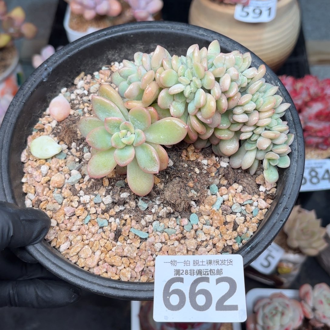 泡芙缀无盆土发货