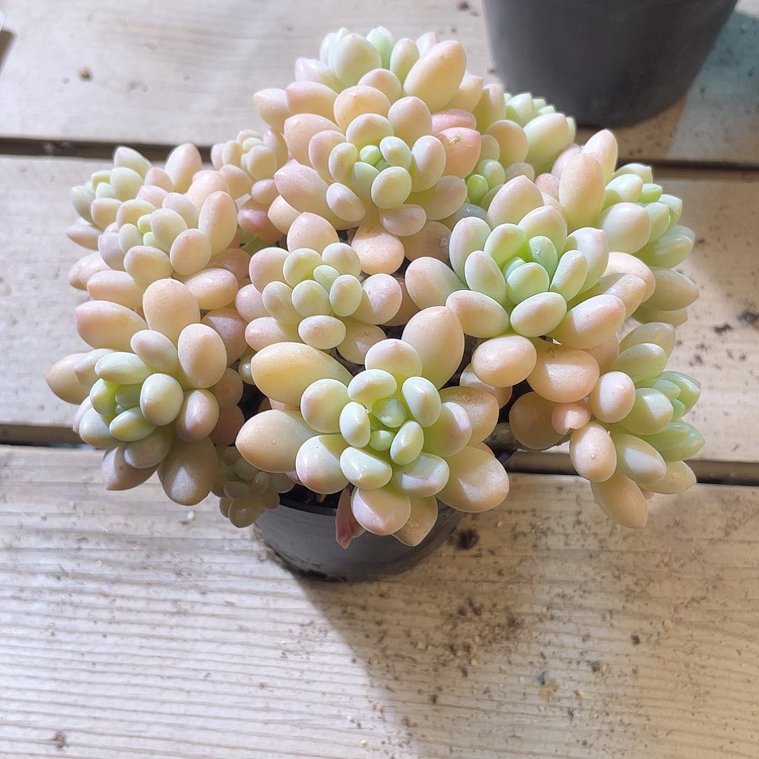 0122  洛可可  六月六