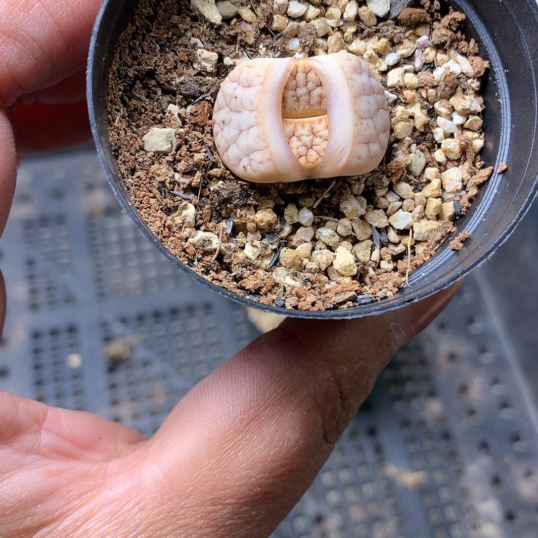 Y446多肉植物保护研究所