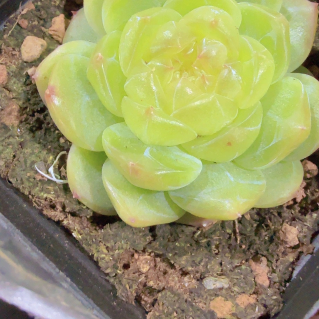 无尽灯母本一颗样品