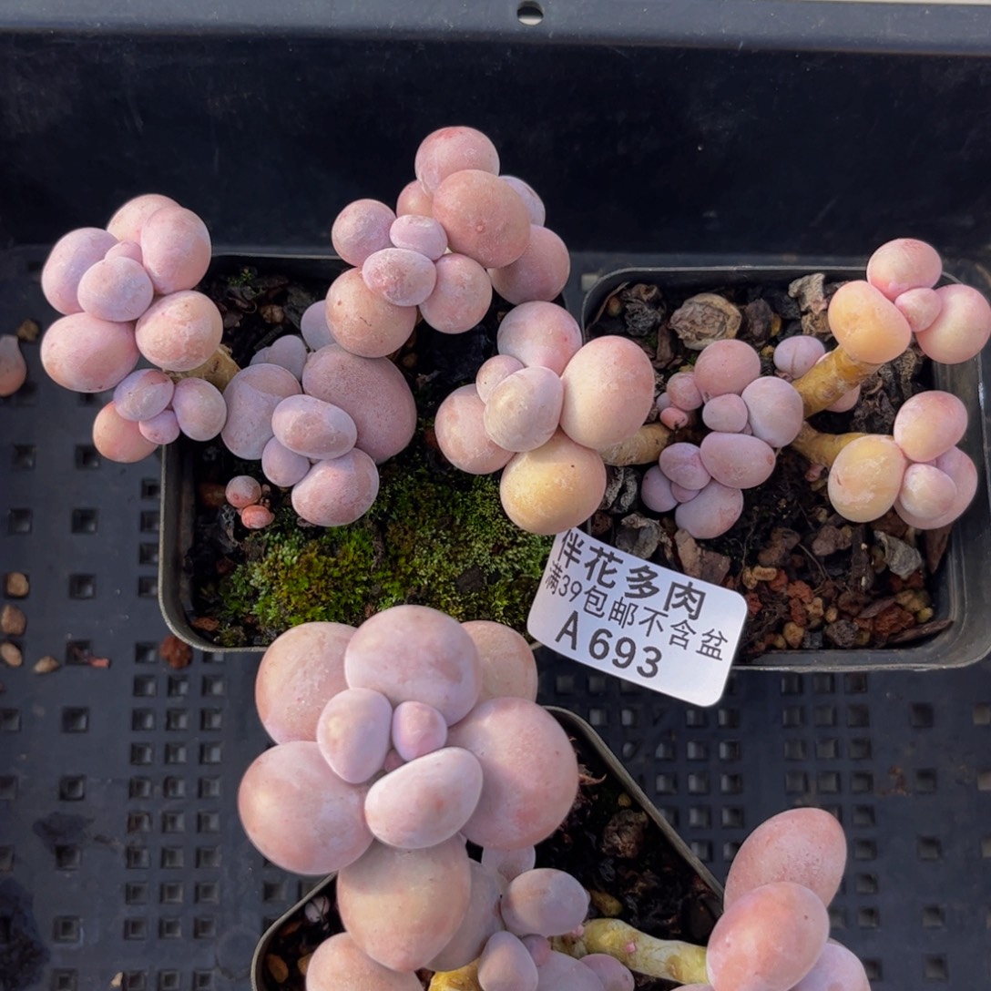 693/3颗橙奶芭比奶多肉植物