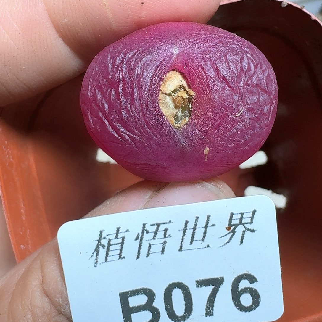 076号的植物哇fv v v