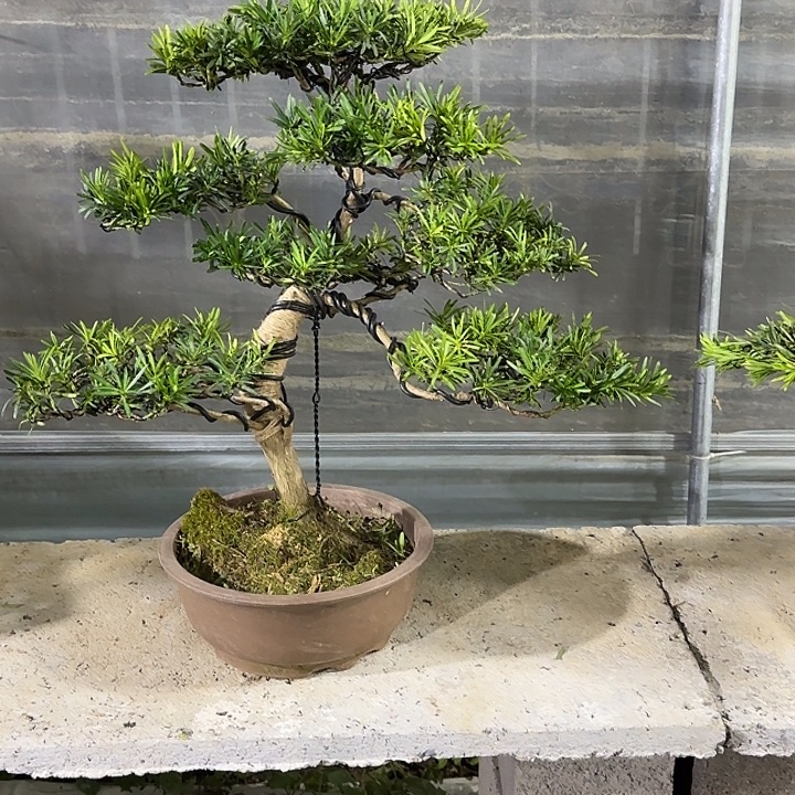 磨***咖无花朵罗汉松盆景12345