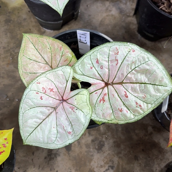 227-0205珠光草莓彩叶芋广东现货