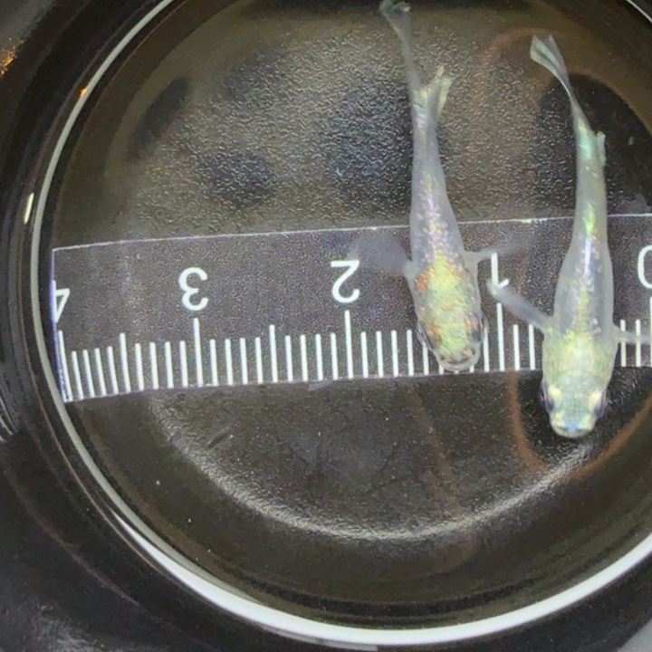 青鳉鱼资金极咯呵呵7号