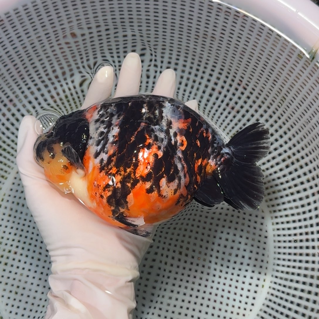 海水鱼精品高货兰寿