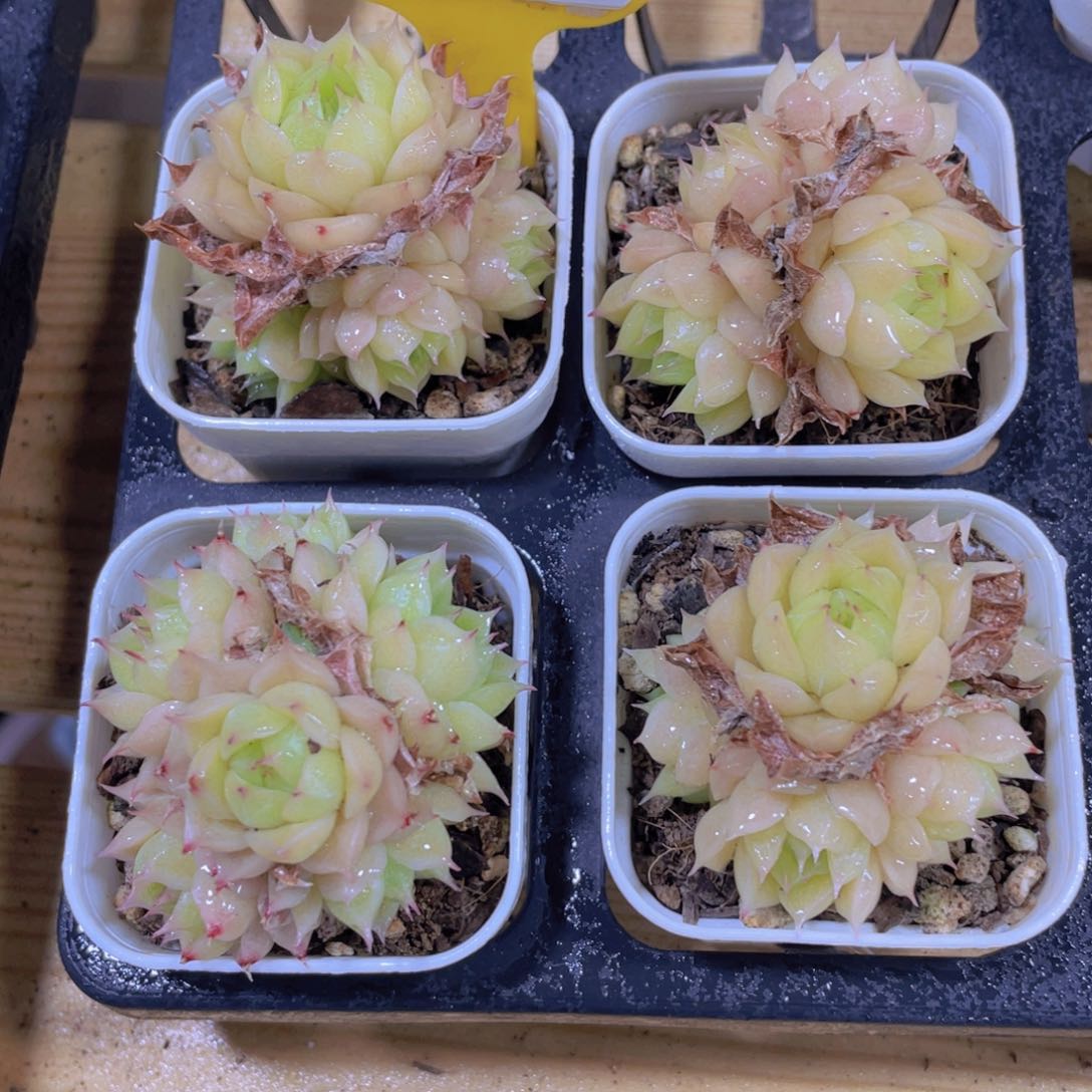 1117号 冰透麦秆多头群一个