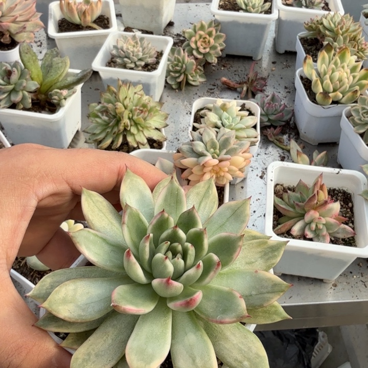 落雁锦多肉植物一物一拍