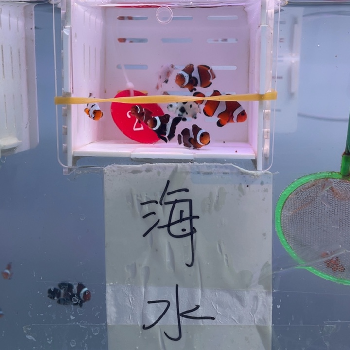 海水鱼精品混搭8条2-3