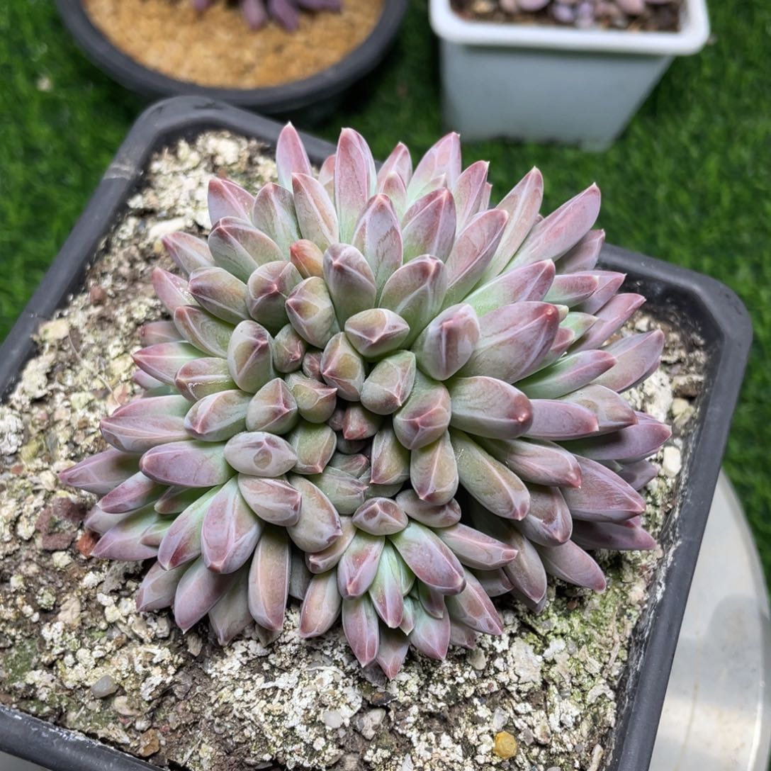 乌拉克拉杂交多肉植物