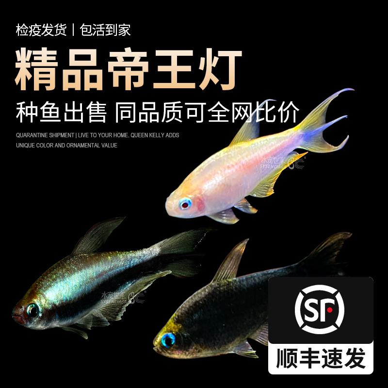 黄金帝王灯鱼群游热带黑帝王淡水观赏灯科鱼稀有帝王灯草缸混养