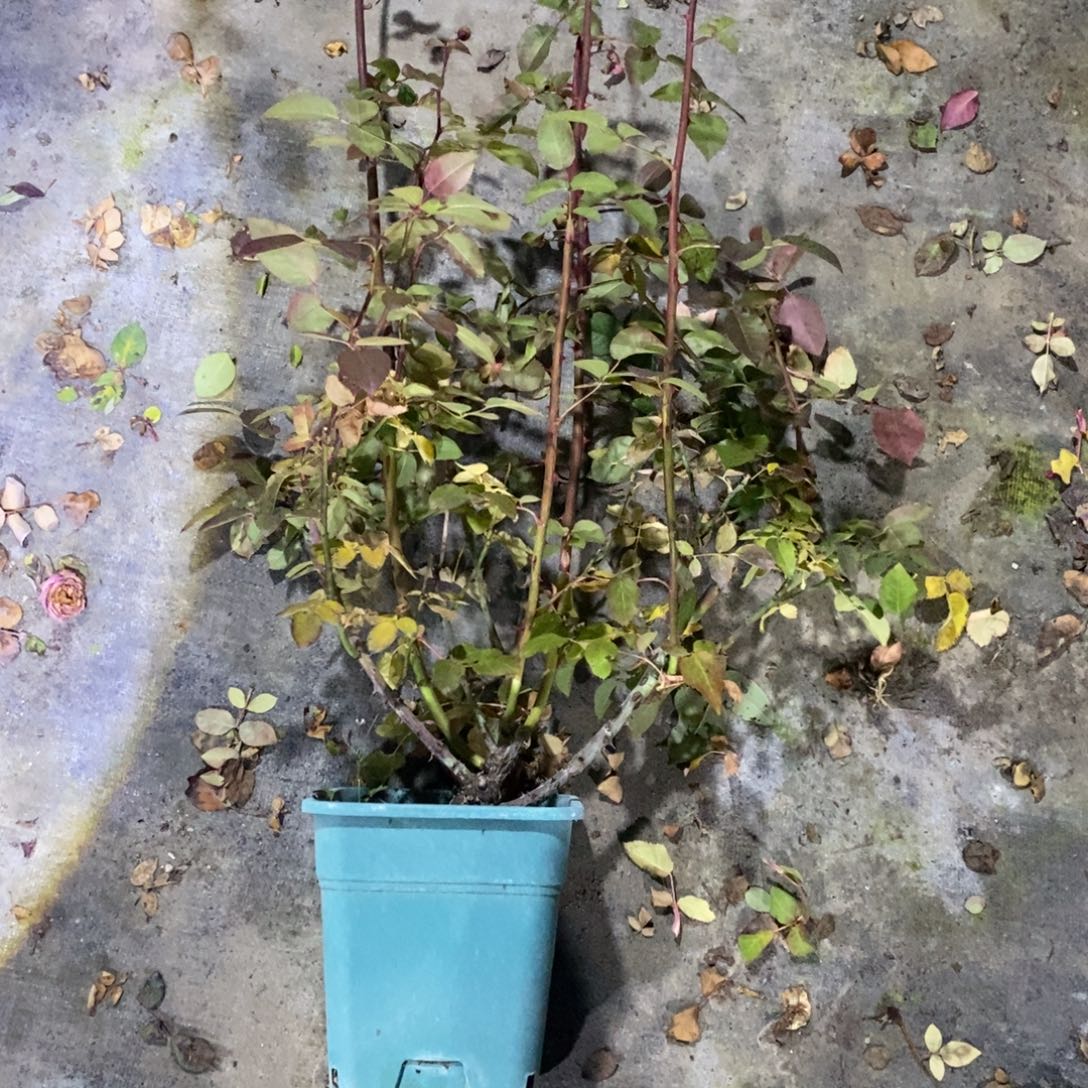 无花朵火球玫瑰土球发货