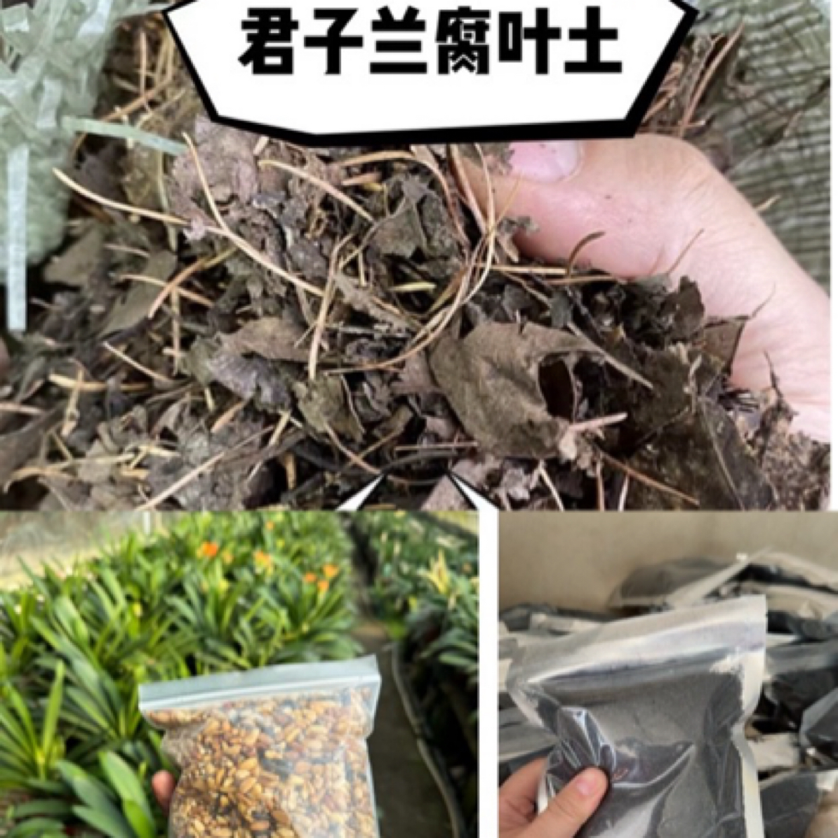 君子兰腐叶土套餐3斤微潮土1加仑盆够3盆植料250克稻壳炭200克