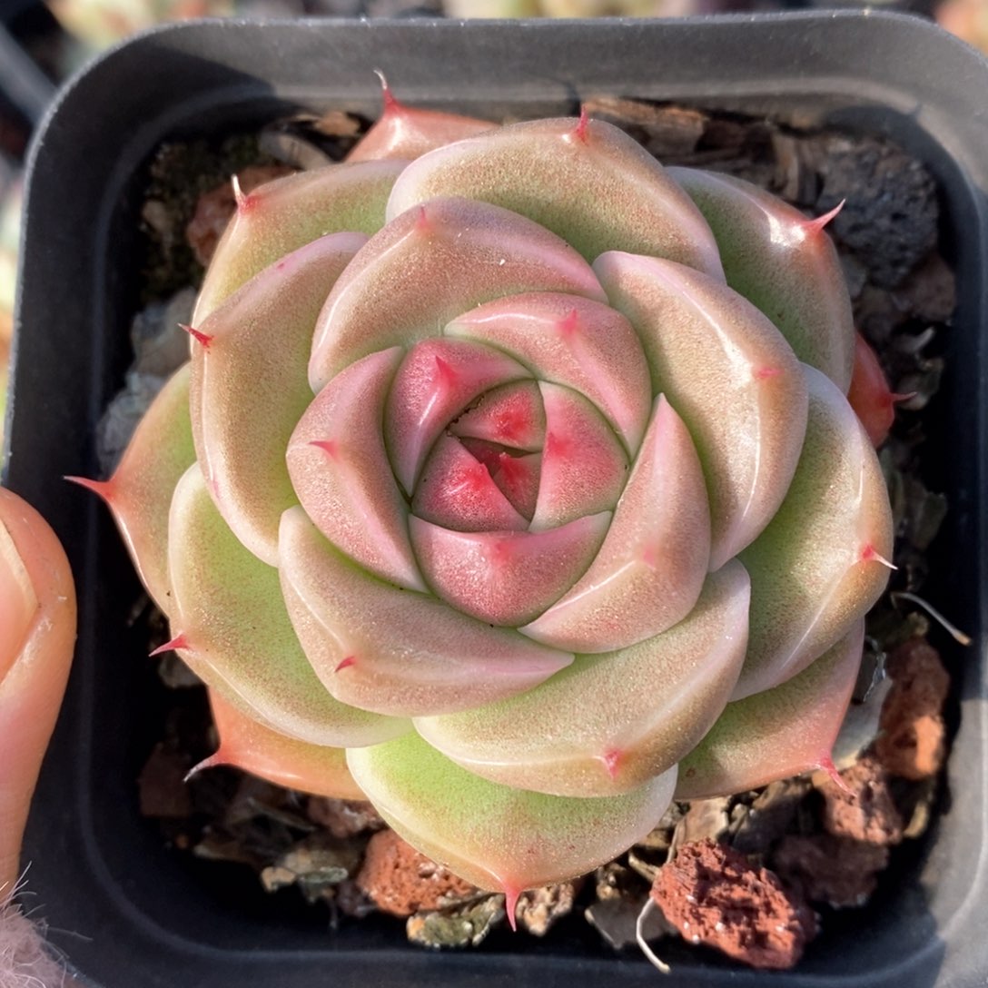 精品多肉一物一拍242