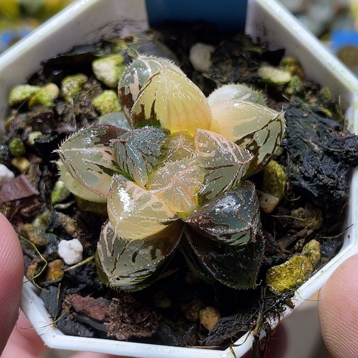 553巨大化粉黛锦福利