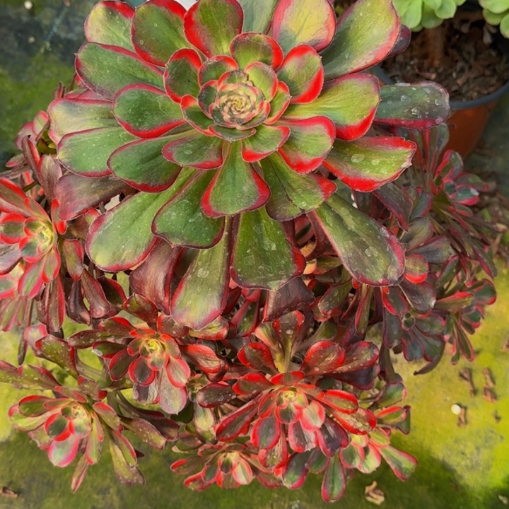 0000000000870丽娜多肉