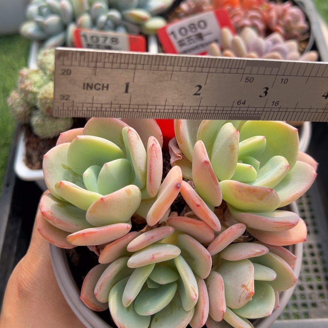 表妹精品多肉1081.