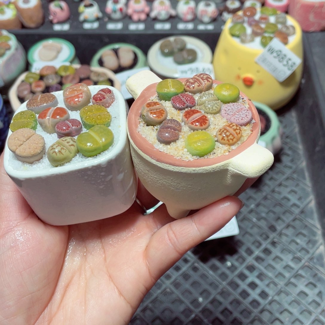 w9862 带盆土发货-零下地区拍保温箱