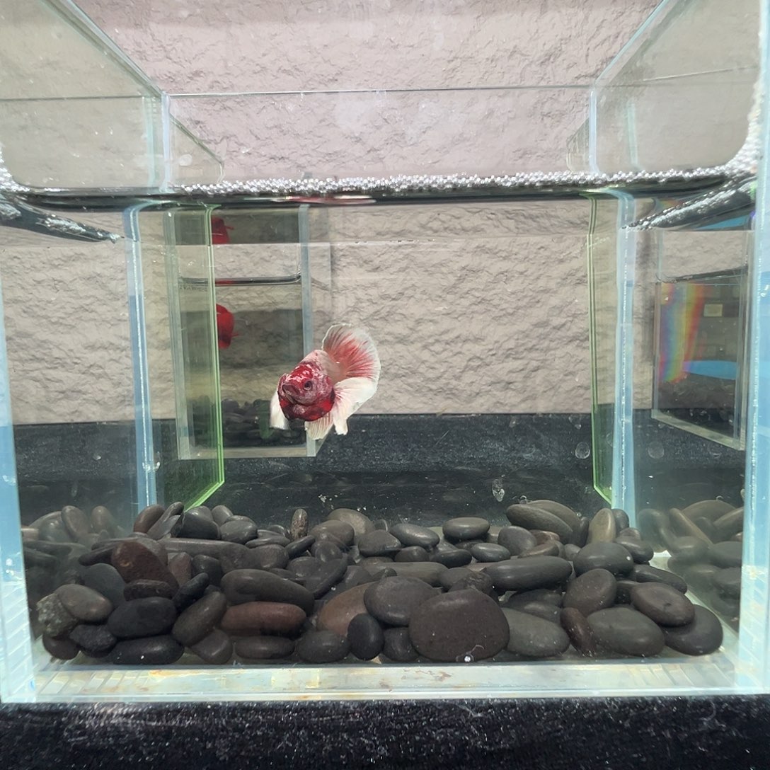 斗鱼阿浩泰斗23日65