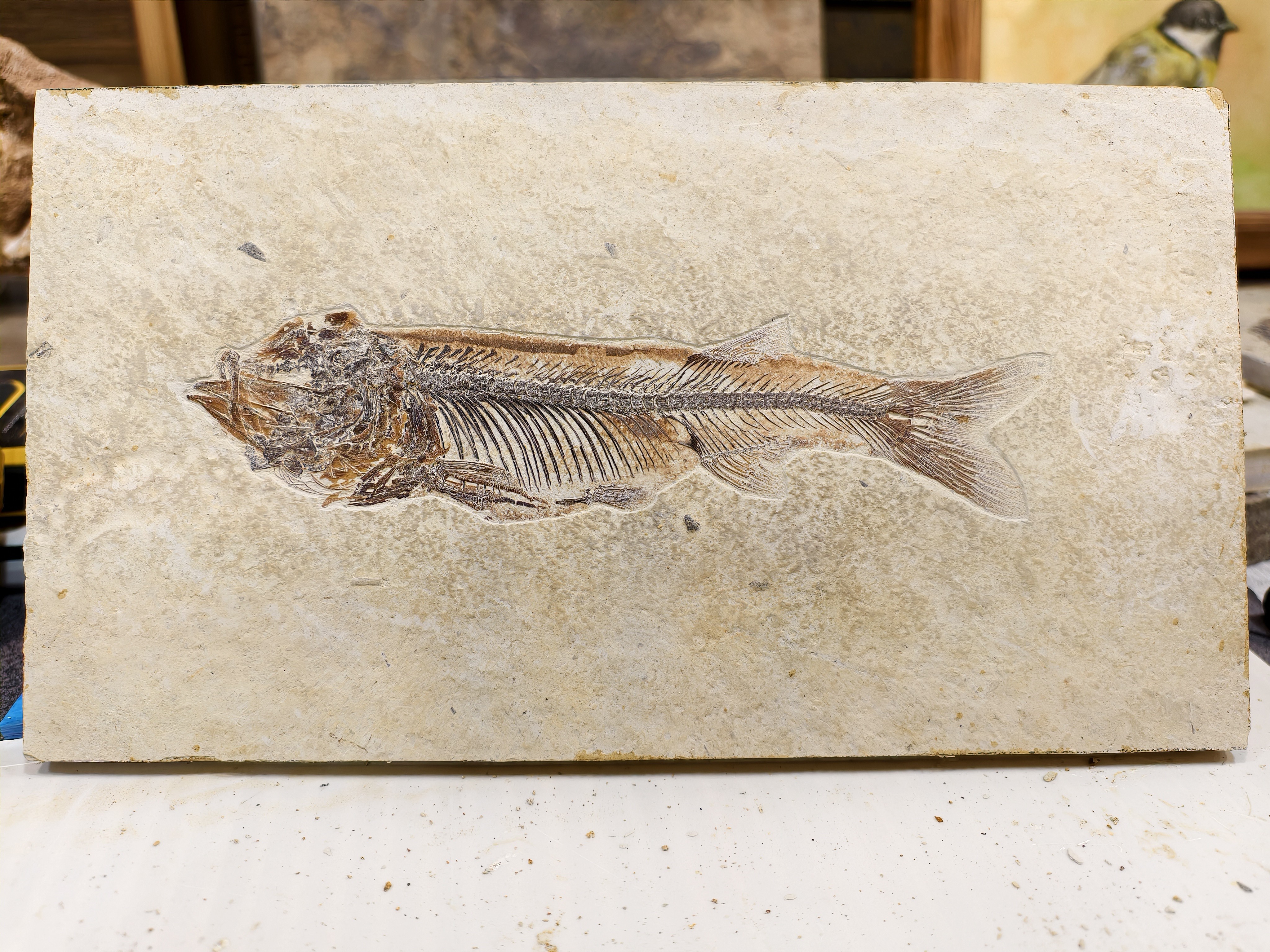 精品长头吉南鱼奇石19厘米