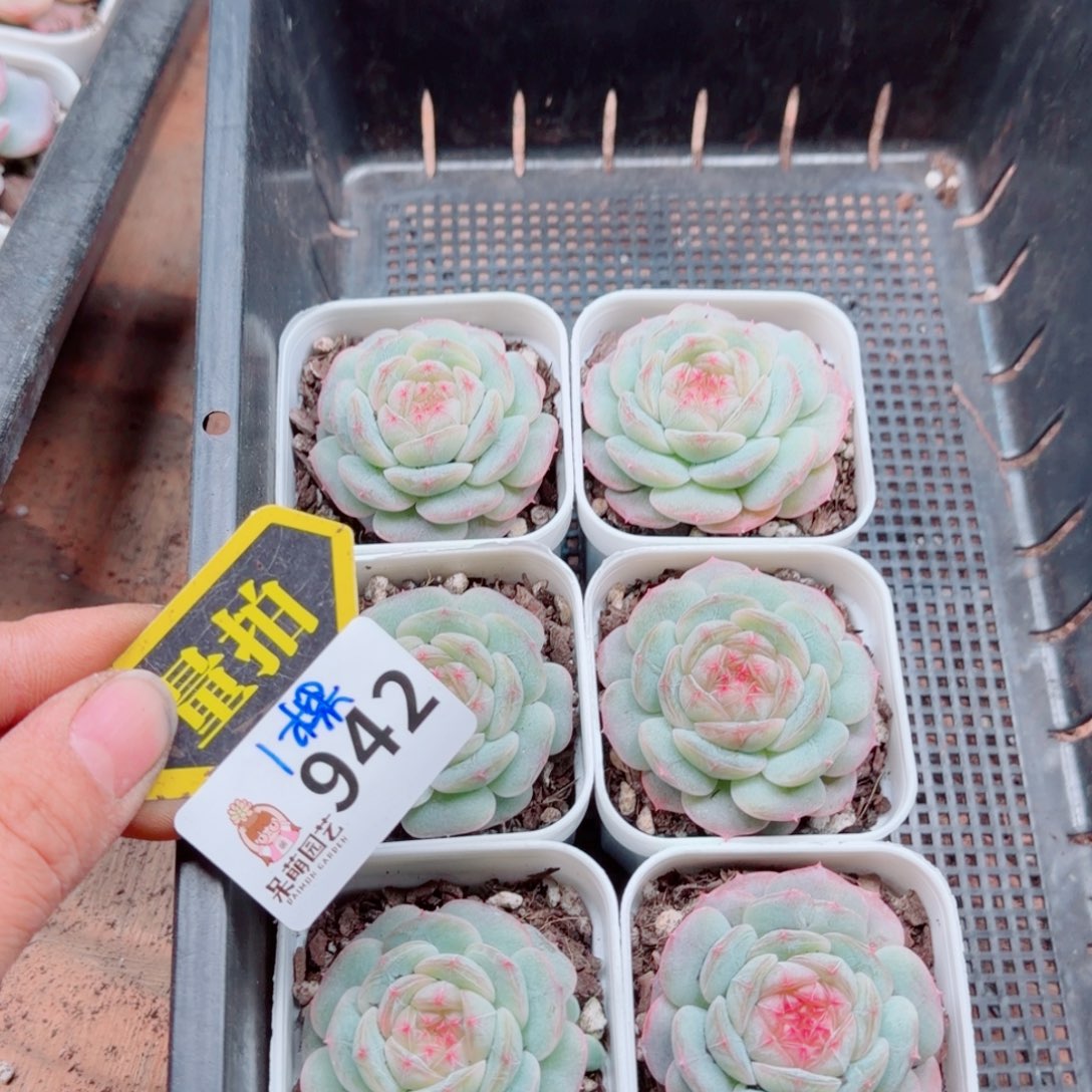 多肉植物多肉植物