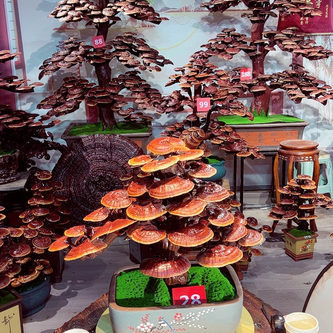 完全开放发财树发财树