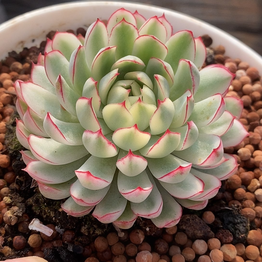 677梦幻哈哈哈哈哈哈哈