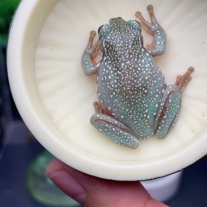 老爷树蛙5号顶级暴雪