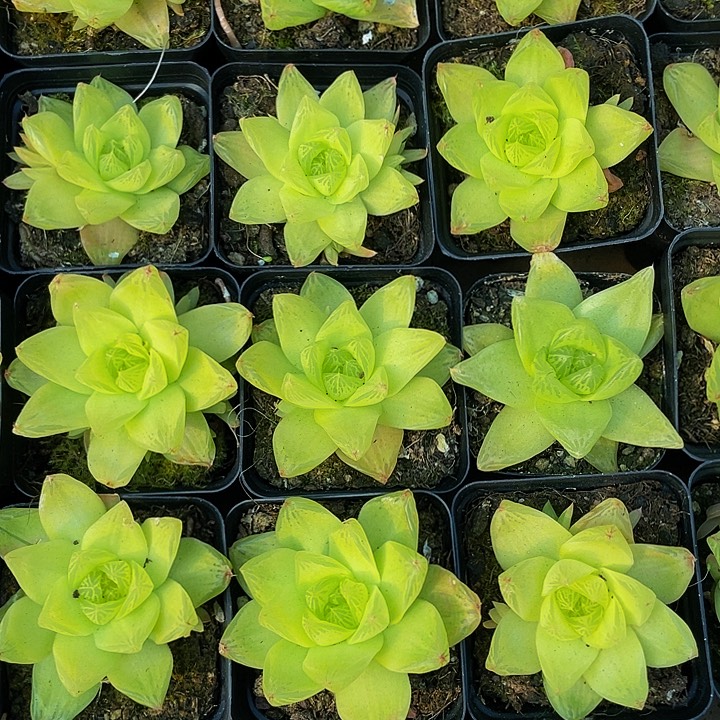 7方大黄金玉露带盆