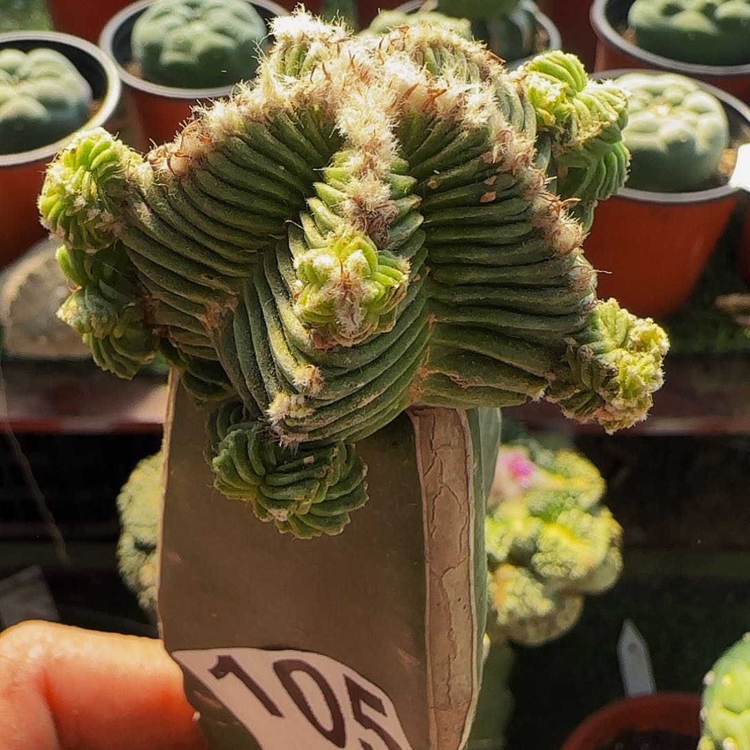 五星花龙105仙人球