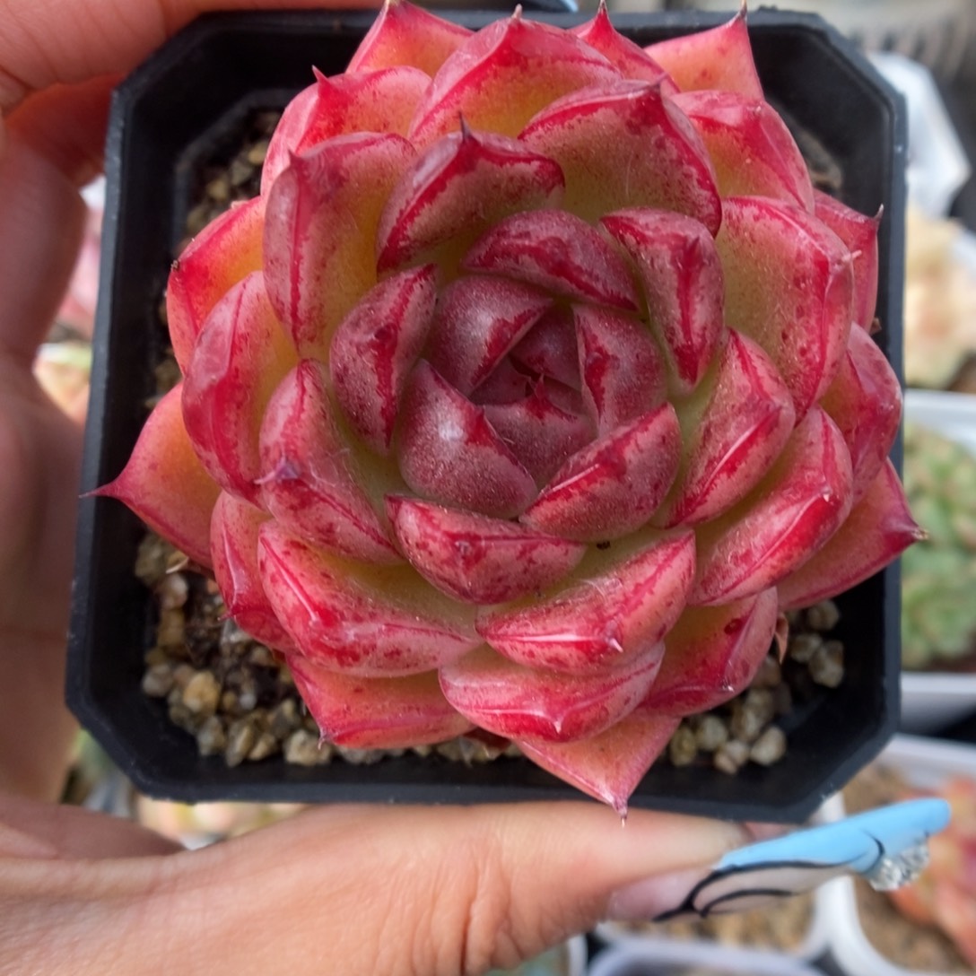 油透血斑麦秆368号