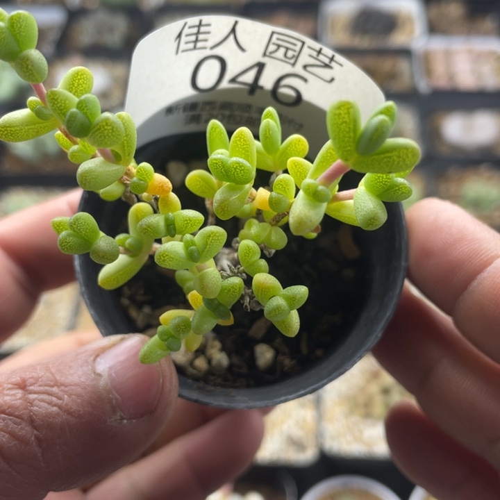 佳人园艺 上福利啦枝干046