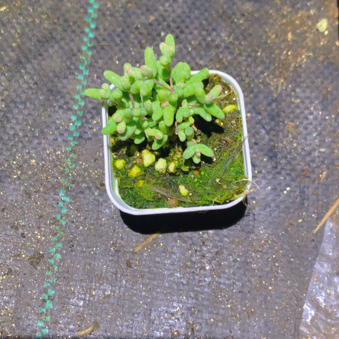 紫***琳枝干白虎斑锦小的