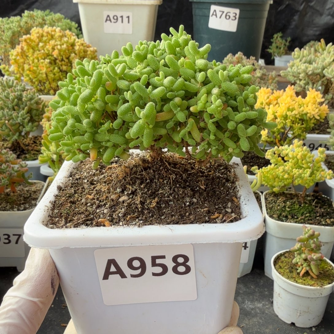 A958蜜橘糖球整点福利半价