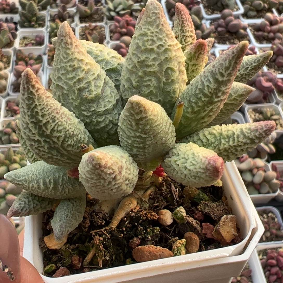 特价融化纹冰激凌多头纯木质桩