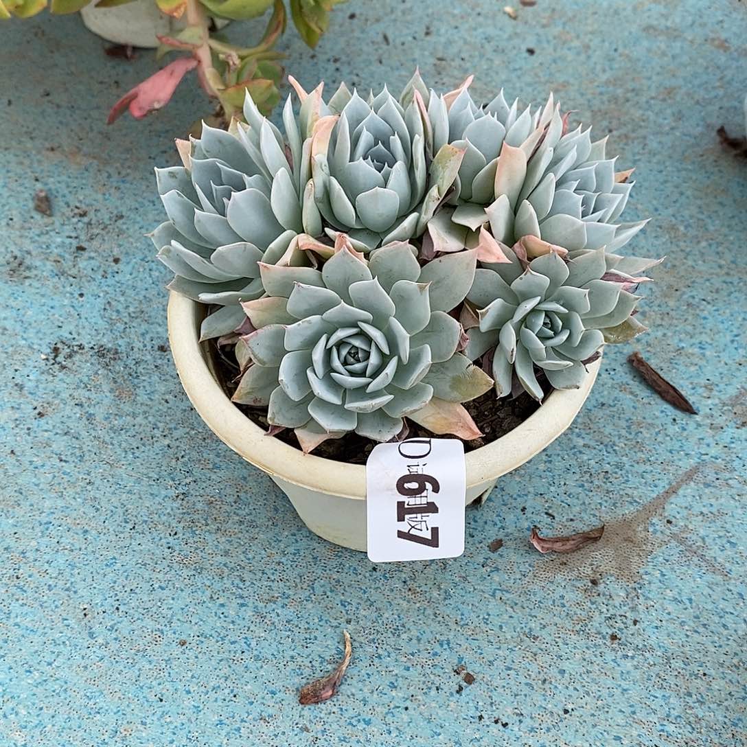 闫***617薄叶蓝鸟多肉植物
