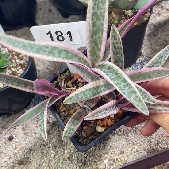 一****福利油殿百合！！！！