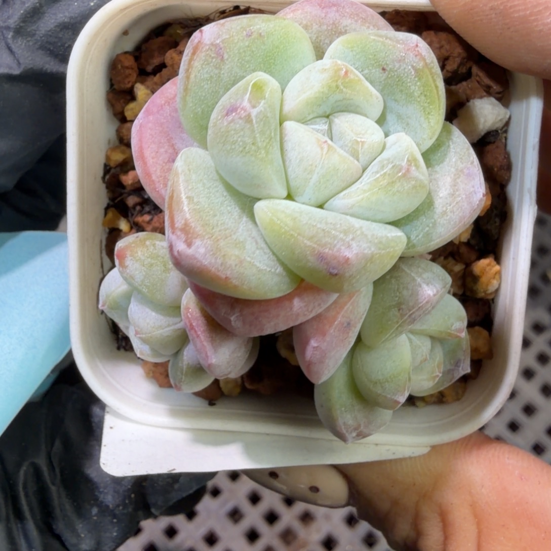 166 号江北多肉到手1框