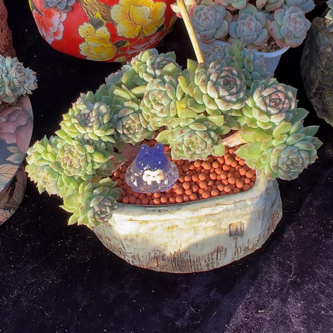 C***n粉心冰魄缀天天开心